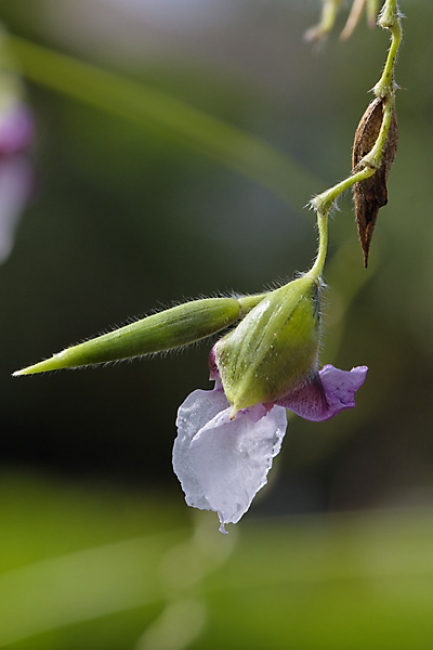 Fleurs Nanthawan Aout 2010-015